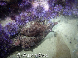 Two sea hares that were "dancing" with each other. Night ... by Austin Rice 